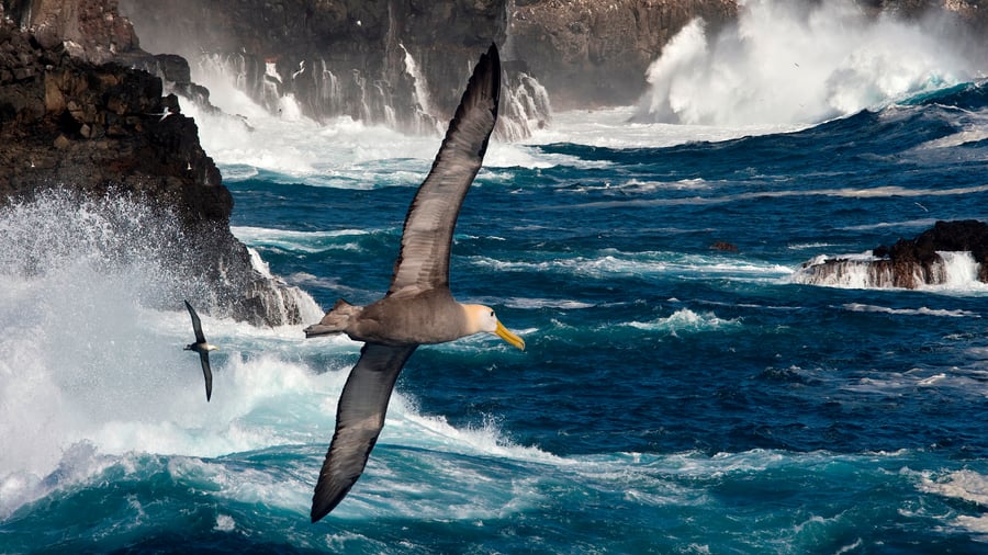 Albatros blandt Galapagosøerne