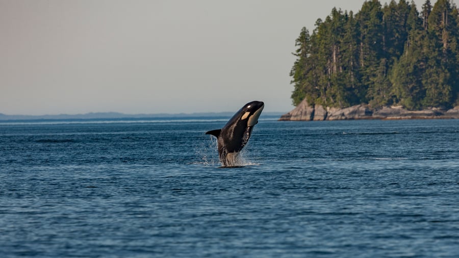 Spækhugger i havet ved Vancouver Island