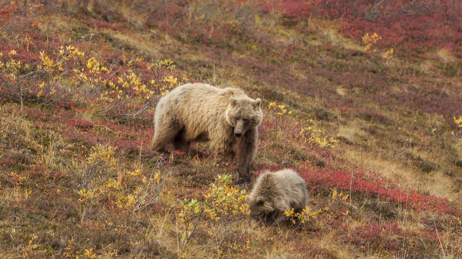 Brunbjørne i Denali National Park, Alaska