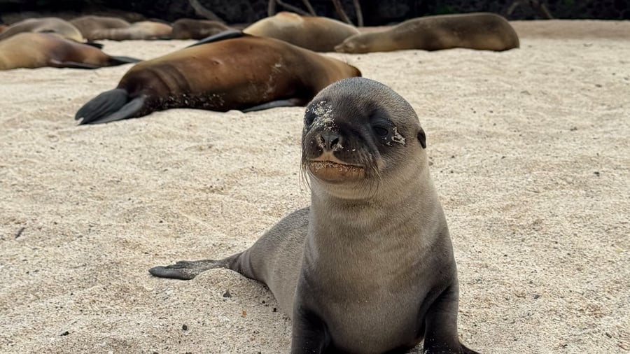 Wildlife on the Galápagos islands