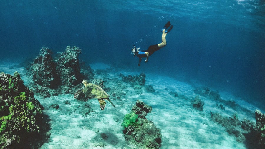 På Hawaii kan du snorkla nästan varsomhelst. 