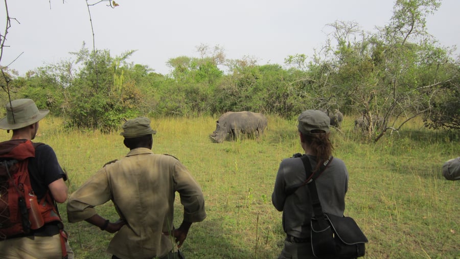 Rhino walk in Oeganda