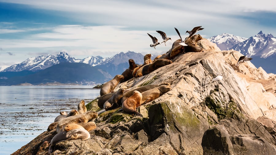Søløver og albatrosser ved Ushuaia