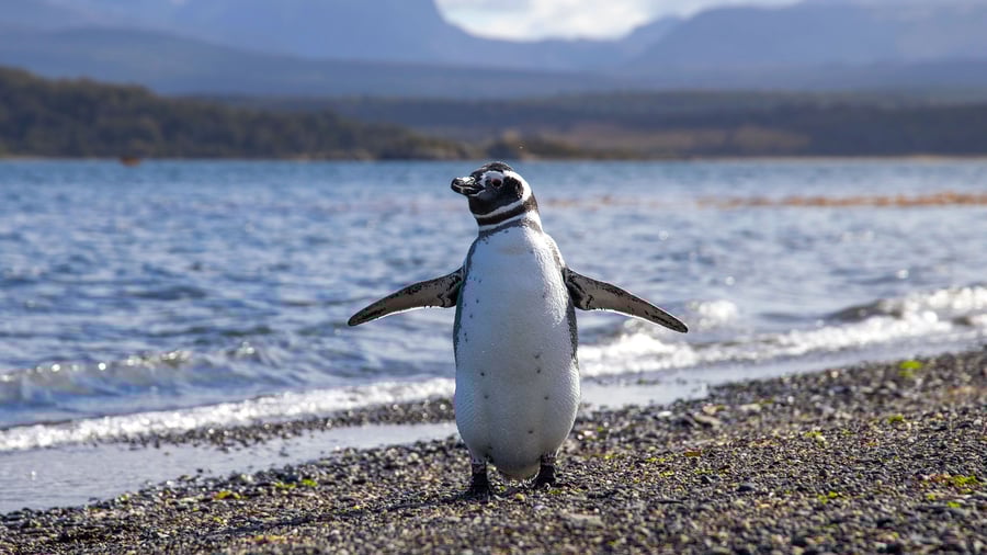Penguin on beach