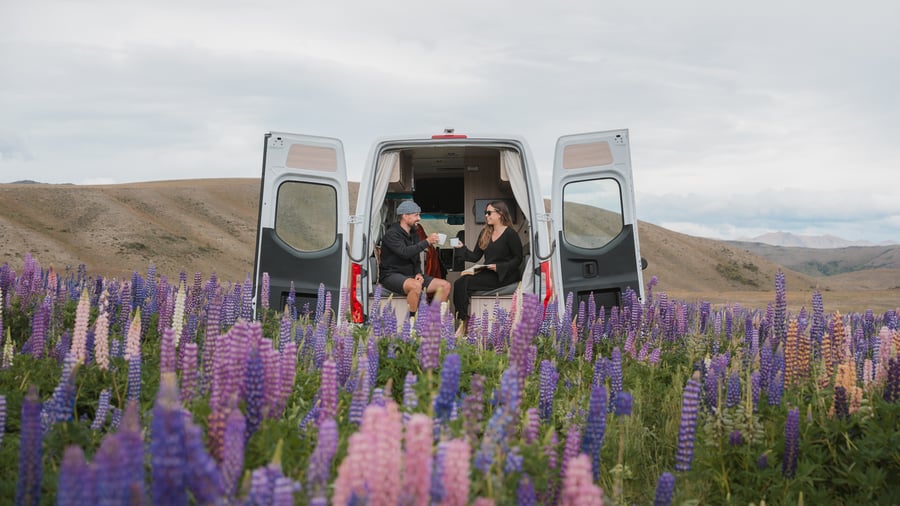 Blomstrende lupiner i New Zealands Sydø