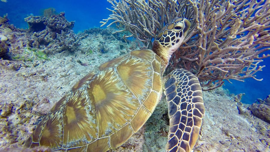 Snorkeling med havskildpadde
