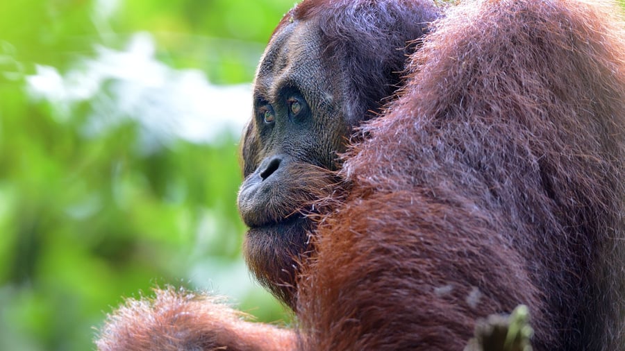 Orangutang ved Borneo Rainforest Lodge