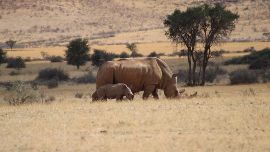 Neushoorn met baby in Damaraland