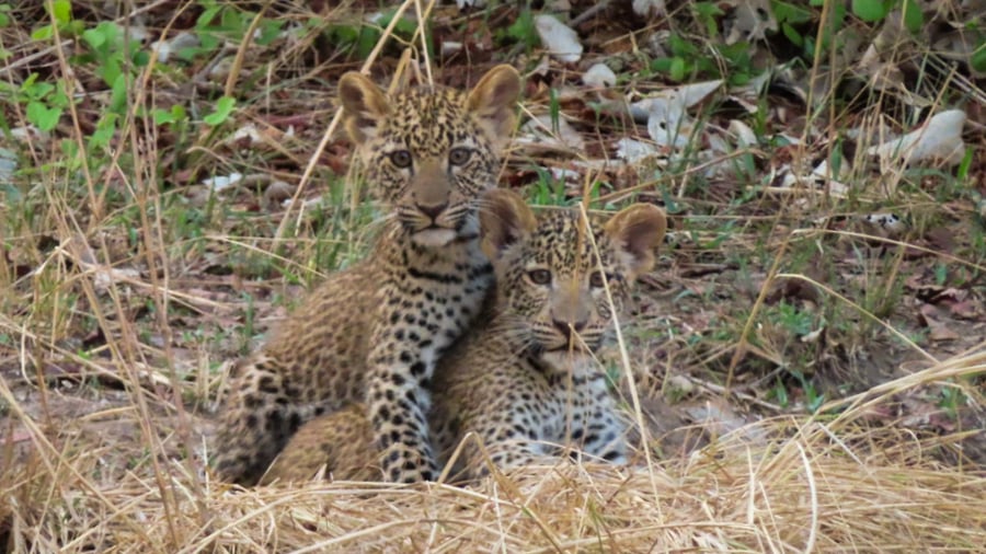 Spot wildlife on safari