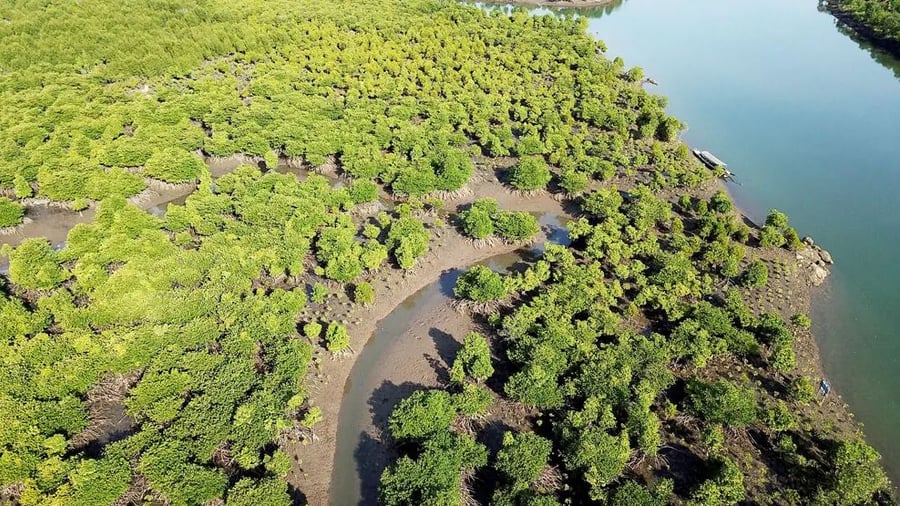 Återuppbyggnad av mangroveekosystem i Myanmar