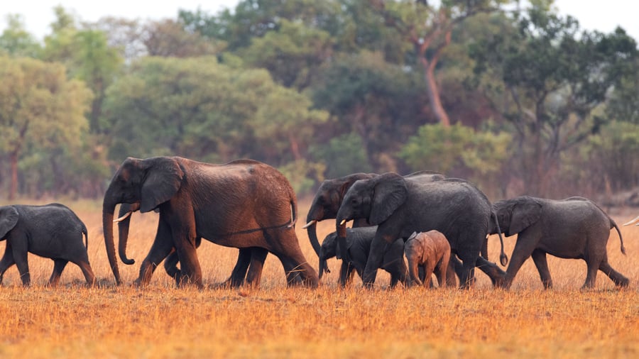 Elephant herd walking through savannah