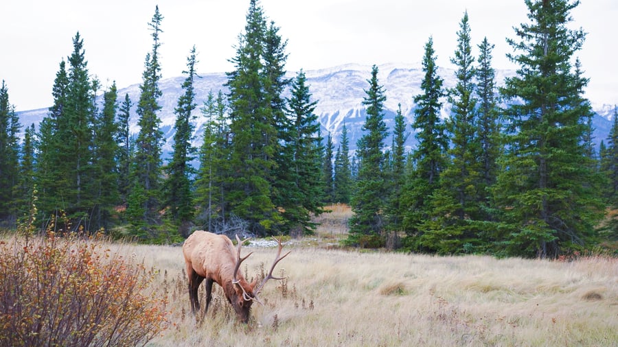Hold udkig efter det vilde dyreliv i Canadas skove