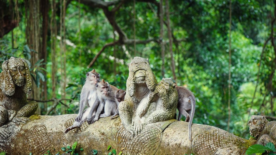 Aber i Monkey Forest i Ubud