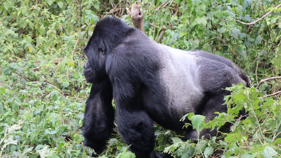 Oeganda is de plek om Gorilla's te spotten