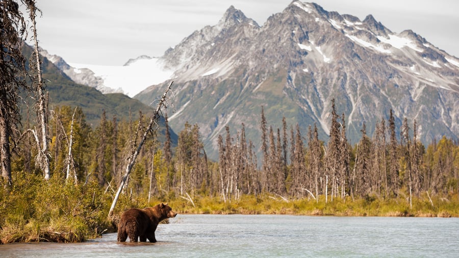 Brunbjørn i Alaska flod