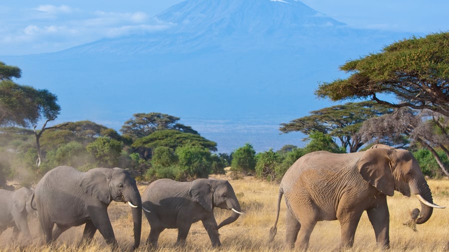 Amboseli med elefanter og Kilimanjaro i baggrunden