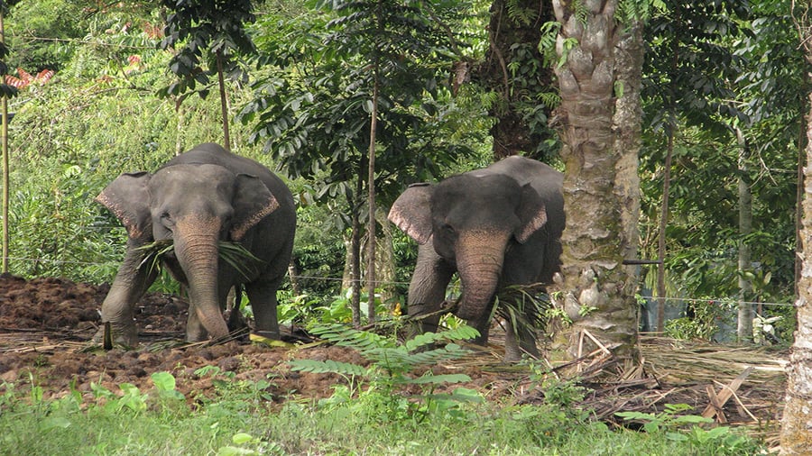 Olifant