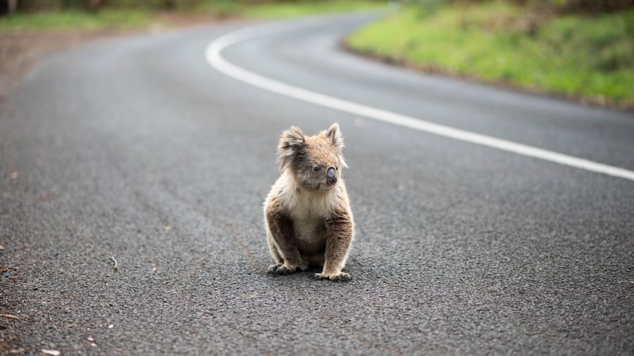 Nogle gange finder du en koala midt på vejen