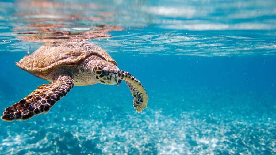 Snorkling og eventyr under havet