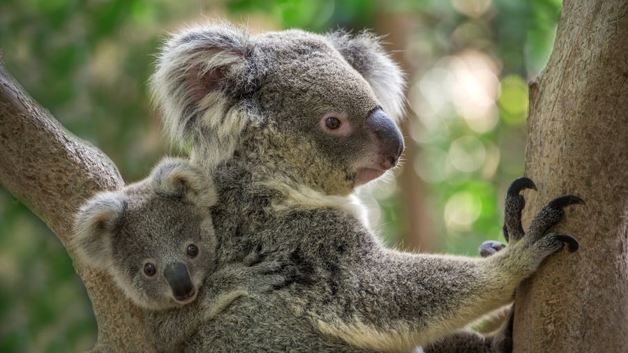 Koalamor med sin lille unge på ryggen