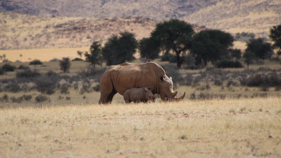 Rhino rangers project
