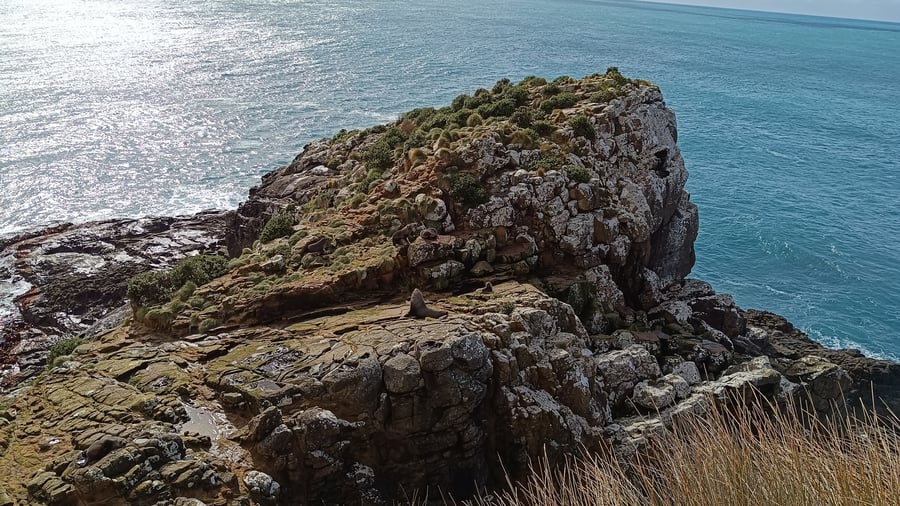 Den vilda naturen vid The Catlins