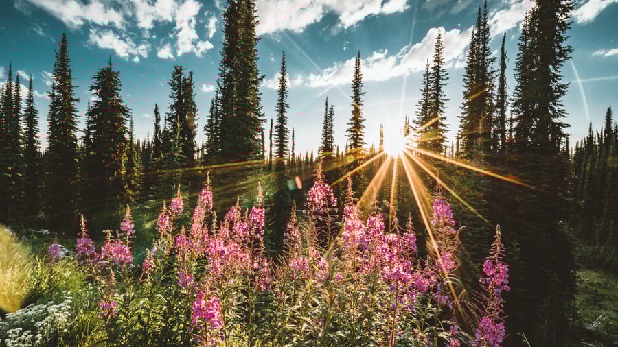 Mount Revelstoke National Park
