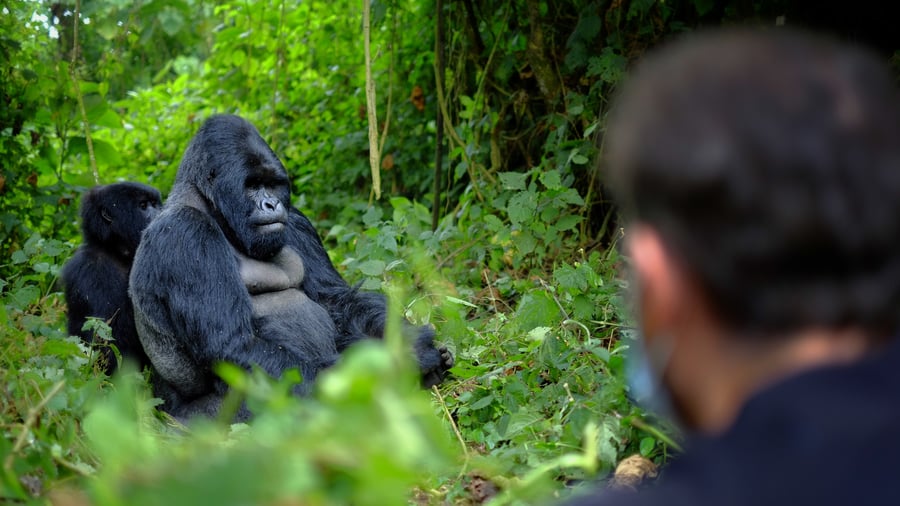 Upplev bergsgorillor i Uganda
