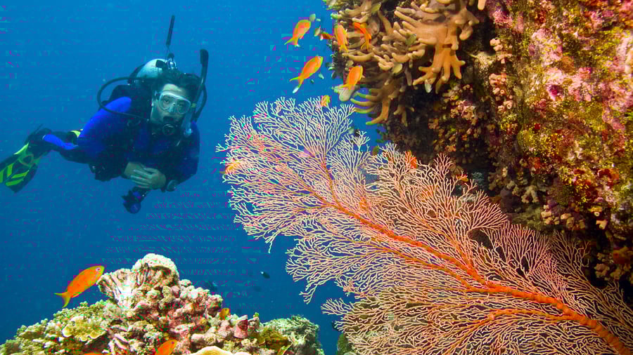 Farverige koralrev i Great Barrier Reef