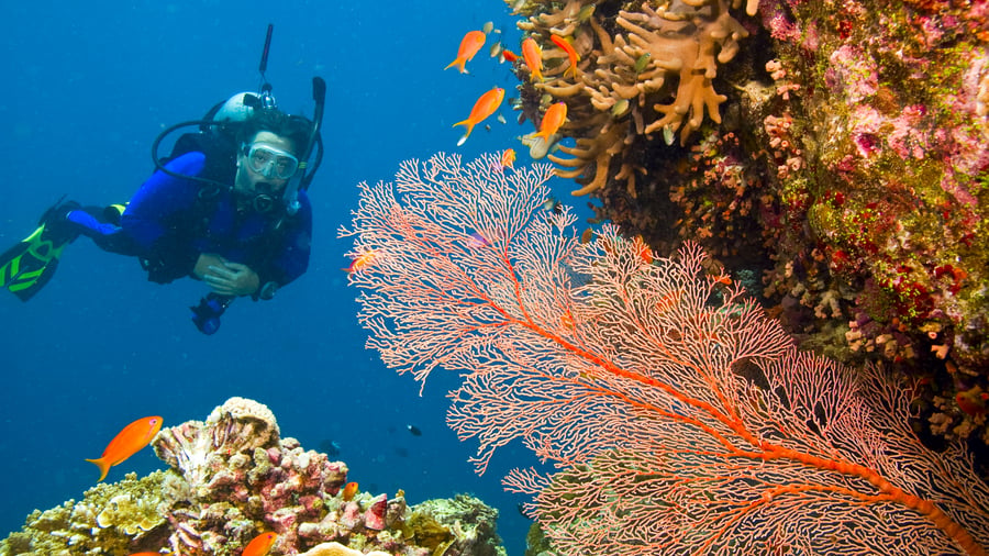 Farverige koralrev i Great Barrier Reef