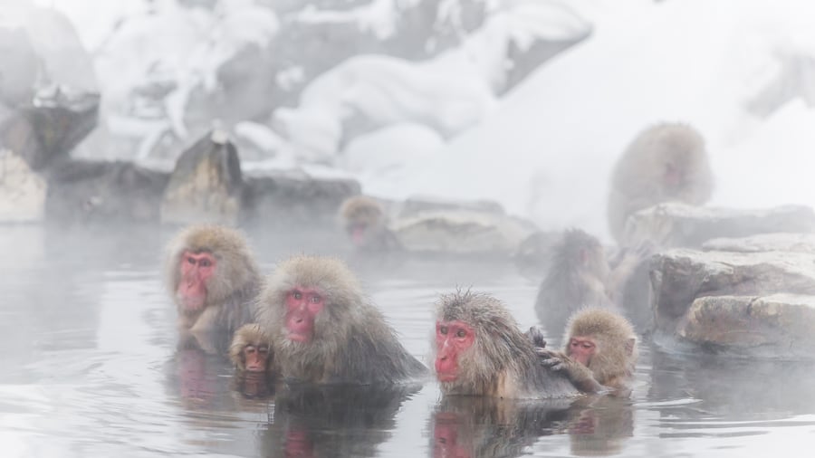 Sneaber i Jigokudani