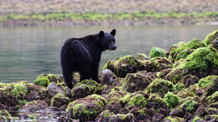Bjørnesafari ved Tofino