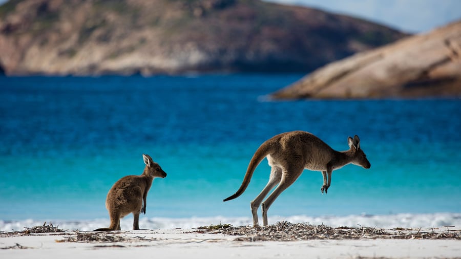 Kängurur – ikoniska pungdjur i Australiens natur						 							 							 							