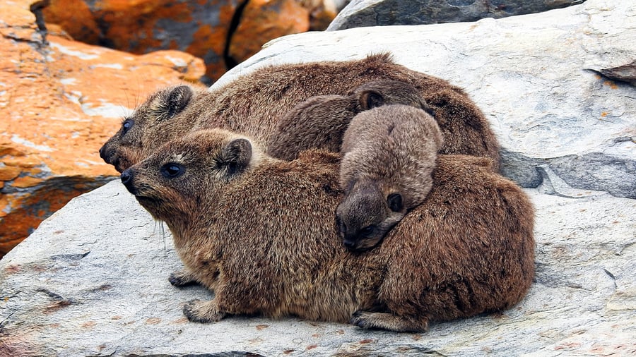 Möt klipphyraxen, även kallad rock rabbit