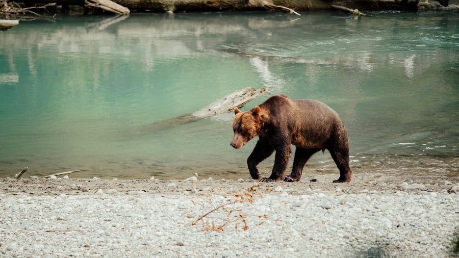 Brunbjørn går ved en af British Columbias floder
