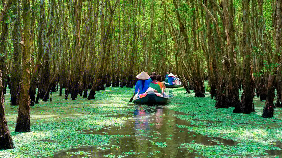 Opleve landets kontraster med bådtur i mangroven