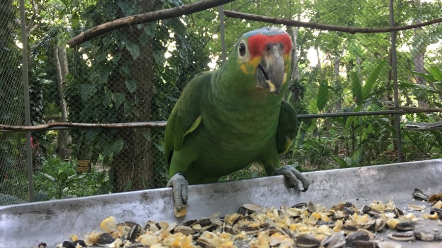 Protecting biodiversity in Central America