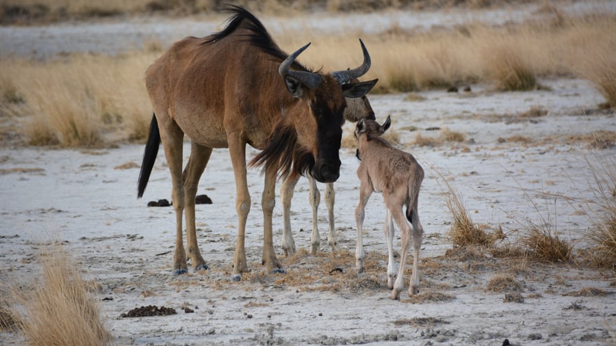 Nata, Botswana