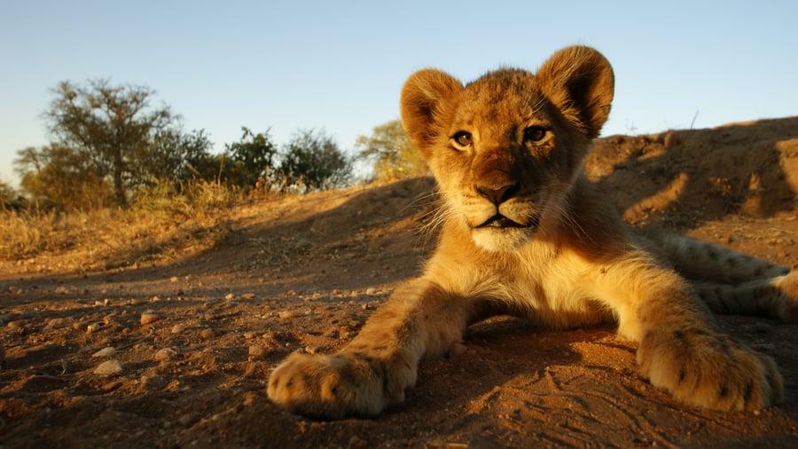 Løve i Kruger National Park