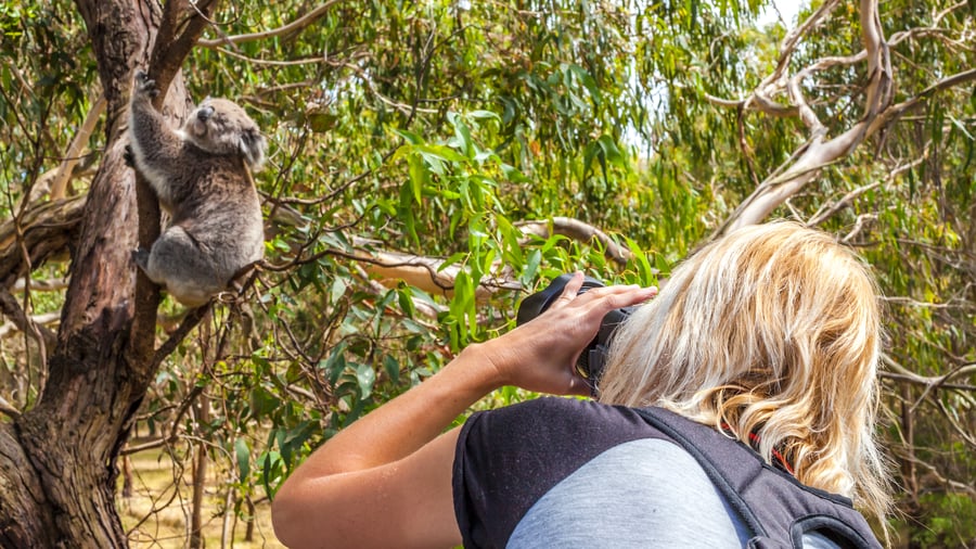 På udkig efter koalaer