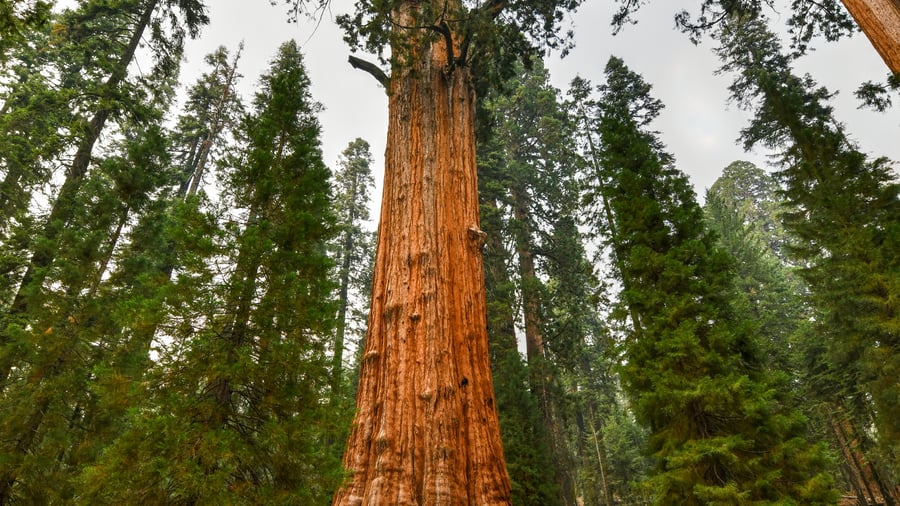 General Sherman i Sequoia National Park