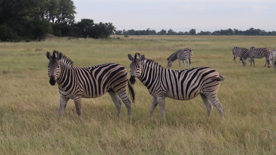 Ga samen op safari