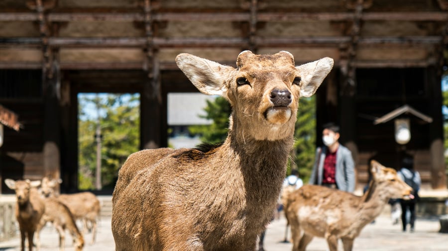 Hertenpark in Nara
