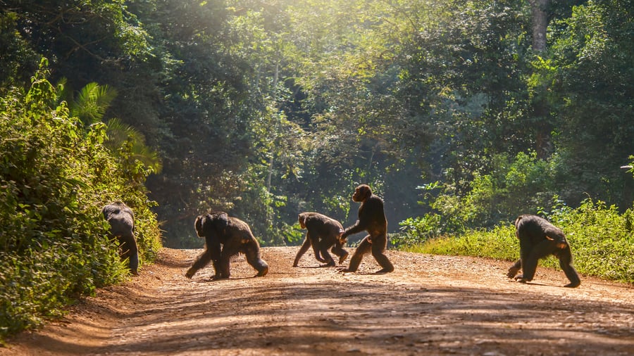 Chimpanser på vejen i Uganda