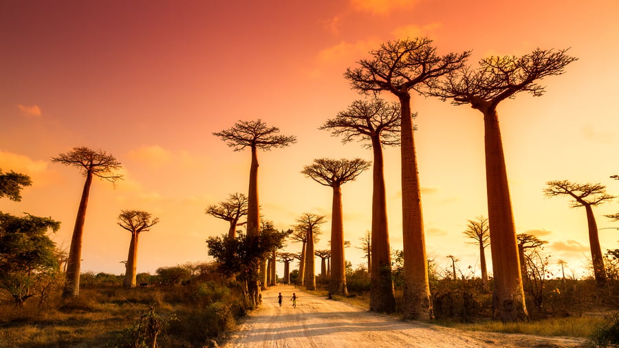 Solnedgang over baobab træerne i Madagaskar