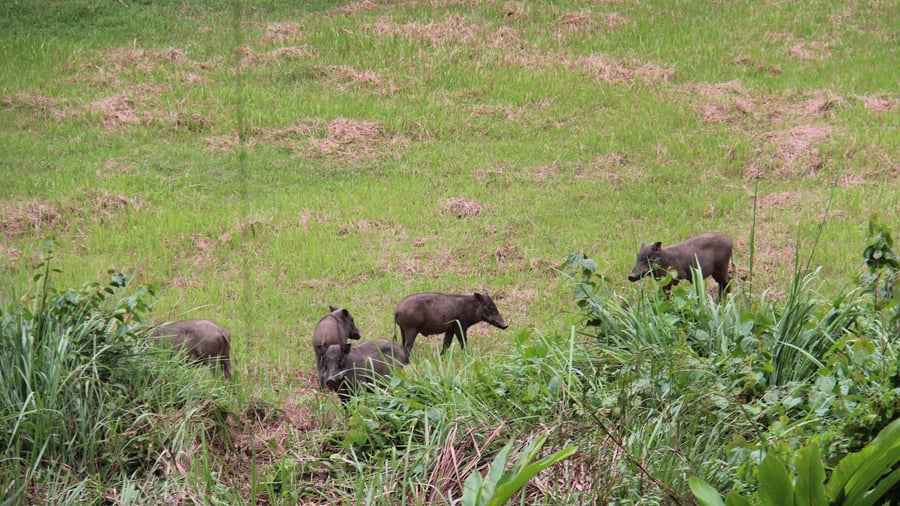 Wild animals spotted in Taman Negara