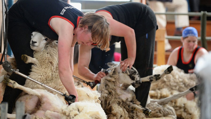 Werken op een schapenboerderij in Nieuw-Zeeland