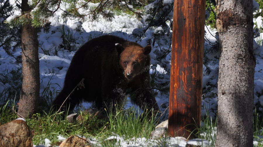 Möte med en björn i Sequoia National Park