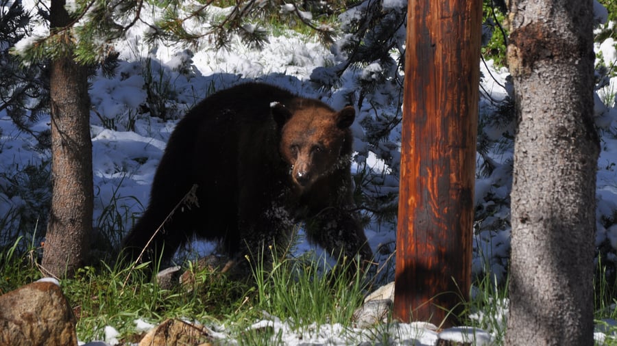 Møde med en bjørn i Sequoia National Park