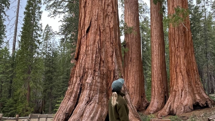 Exploring Redwood forest